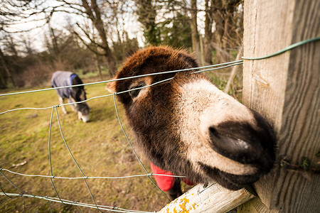 外地驴子哺乳动物农场动物棕色栅栏草地家畜骡子背景图片