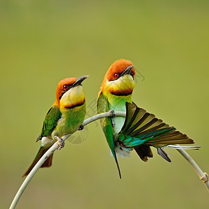 莱舍诺蒂泰国食蜂鸟高清图片