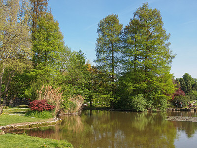 米兰的树木绿色公园草地植被背景图片