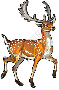 食草小鹿摄影落地鹿森林动物学生物学荒野动物脊椎动物男性鹿角木头大妈插画