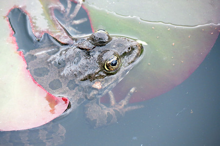 水中的青蛙动物环境眼睛叶子热带宏观绿色雨林蟾蜍野生动物自然高清图片素材
