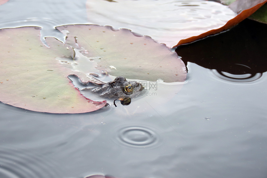 水中的青蛙环境雨林绿色野生动物蟾蜍宏观动物叶子眼睛热带图片