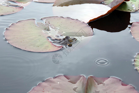 水中的青蛙眼睛动物环境热带蟾蜍叶子野生动物雨林绿色宏观春天高清图片素材