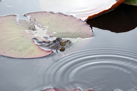 水中的青蛙叶子绿色野生动物眼睛热带动物雨林环境宏观蟾蜍夏天高清图片素材