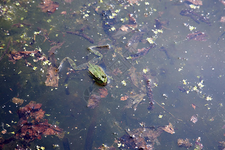 绿青蛙在水中蟾蜍野生动物动物热带宏观环境叶子绿色雨林眼睛可爱的高清图片素材