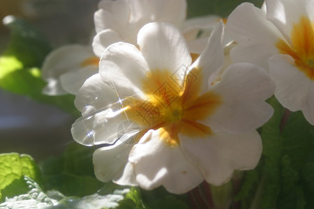 普里姆罗美丽园艺植物学花园宏观植物生长花粉背景图片