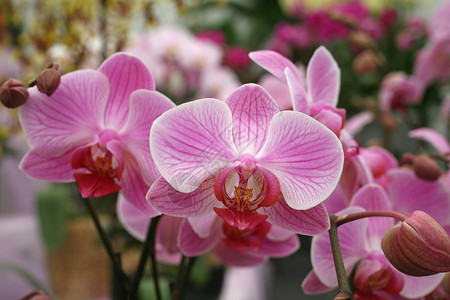 美丽的粉红兰花花团植物苗圃宏观杂交种植物群热带紫色兰花粉色开花高清图片素材