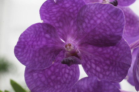 美丽的兰花花花宏观植物群热带苗圃植物紫色杂交种自然高清图片素材