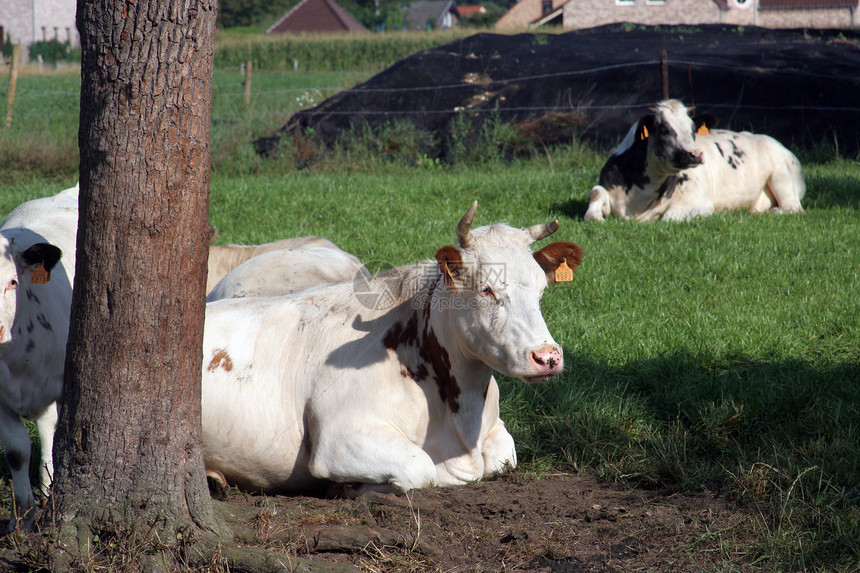 在景色夏地放牧的牛群草地乡村夏令风景奶牛农场牧场哺乳动物农田农村图片