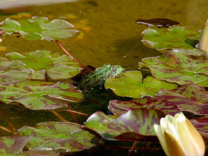 绿青蛙在水中青蛙野生动物雨林蟾蜍绿色两栖环境宏观叶子动物图片