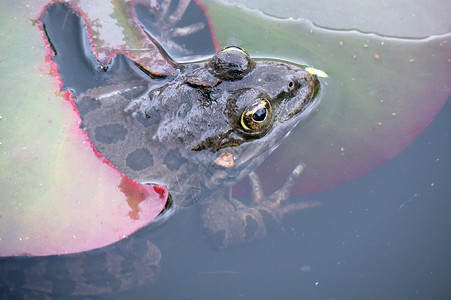 水中的青蛙环境绿色蟾蜍眼睛动物叶子雨林野生动物宏观热带自然高清图片素材
