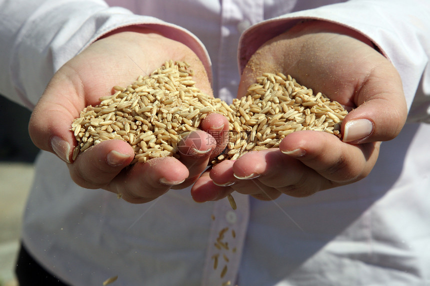妇女手中的小麦栽培农场收成植物谷物文化粮食玉米面包韧性图片