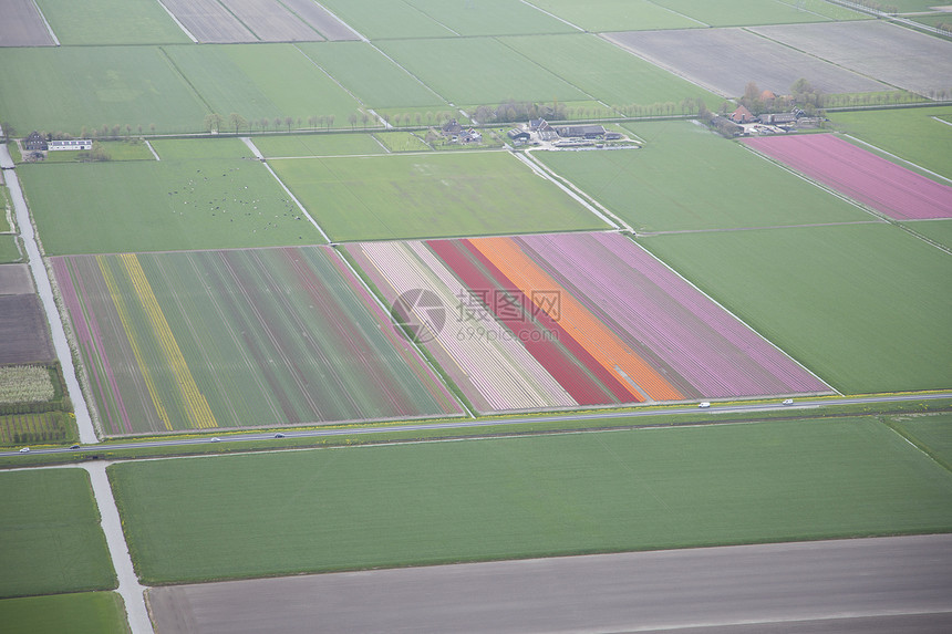 上方荷兰彩色花朵田旅行线条灯泡场地花田植物郁金香季节农业橙子图片