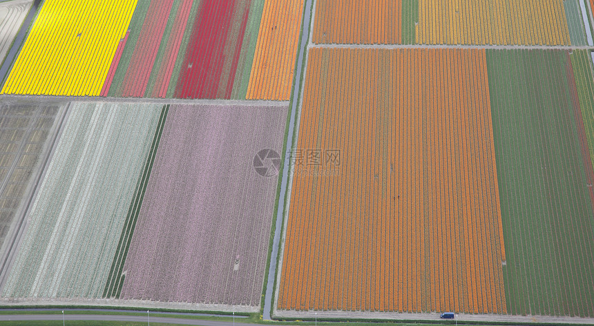上方荷兰彩色花朵田植物群植物花田季节旅行线条郁金香灯泡农业橙子图片