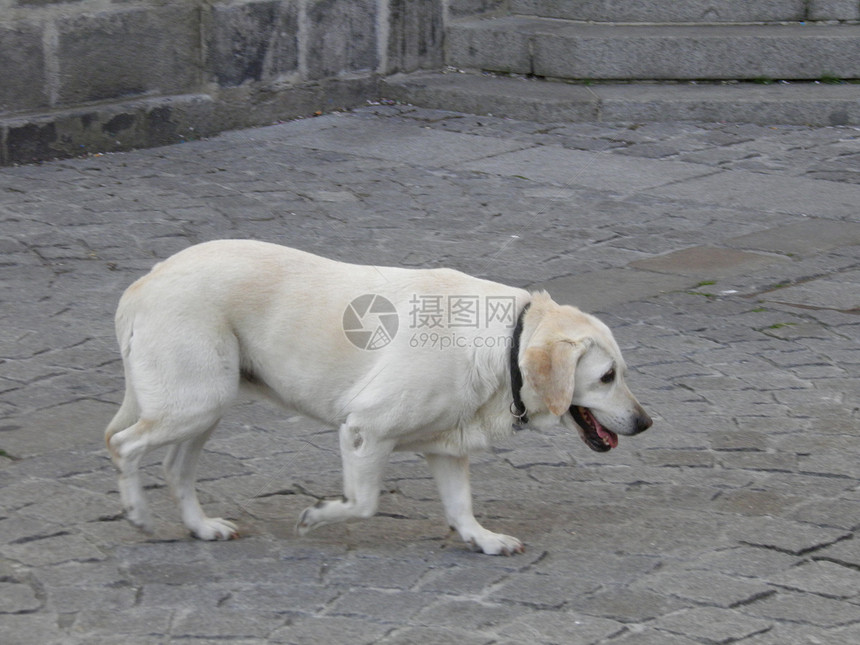 拉布拉多检索器尾巴脊椎动物哺乳动物犬类褐色宠物动物白色路面猎犬图片