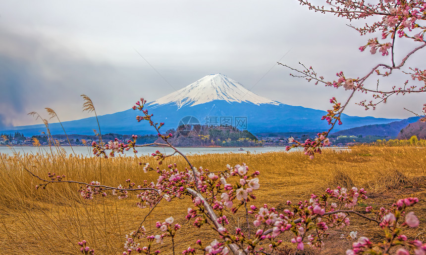 藤藤山火山天空旅游公吨节日樱花阳光植物观光日落图片