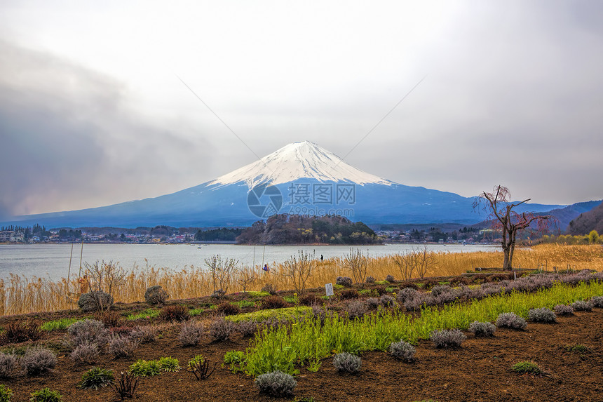 藤藤山冰镇樱花植物观光火山旅游天空节日阳光公吨图片