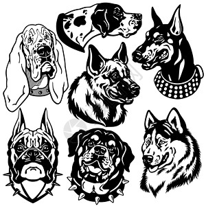 西部利亚雪橇犬狗头黑白插画