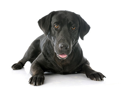 拉布拉多检索器宠物黑色工作室动物犬类背景图片