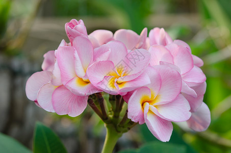 粉红花花植物群绿色局部花瓣热带花园黄色植物鸡蛋花叶子背景图片