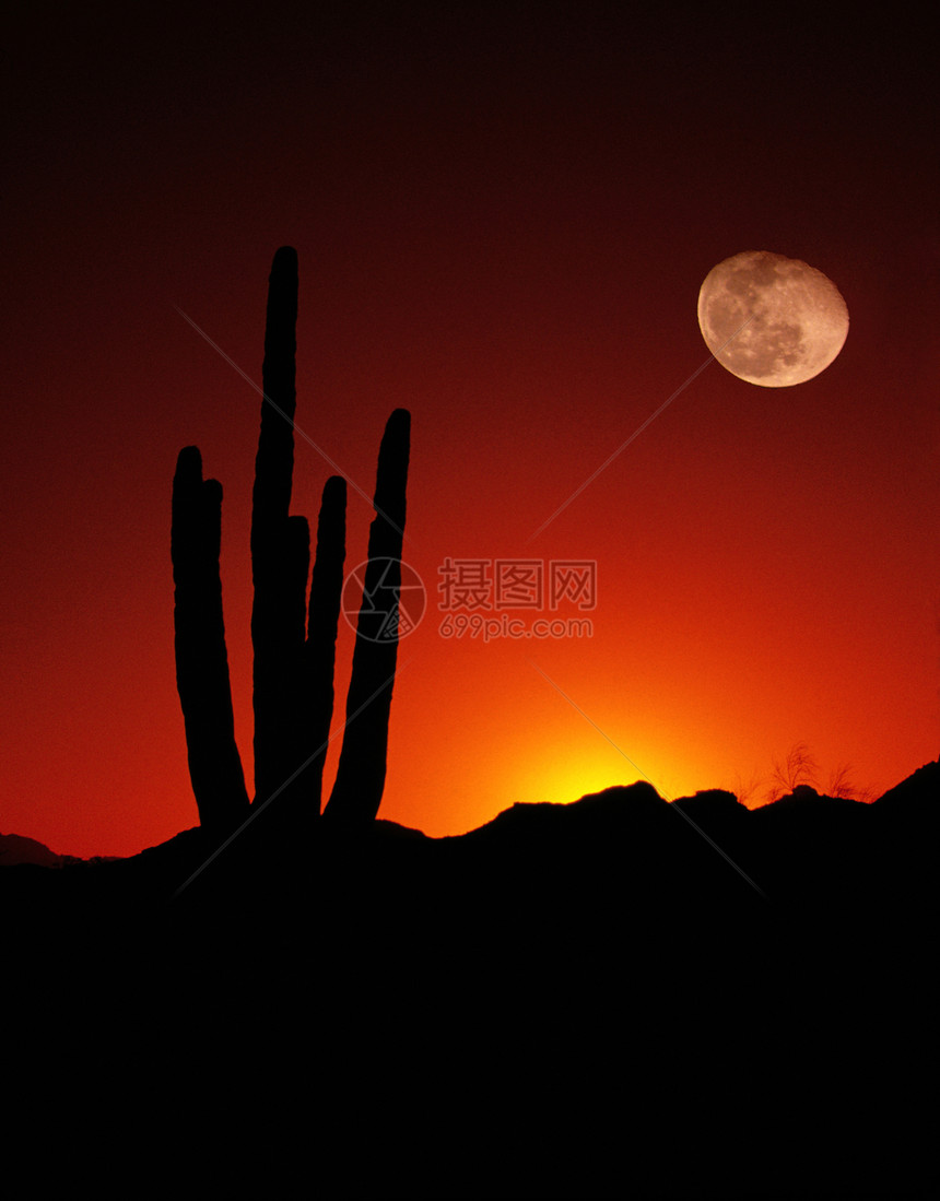 垂直沙漠 萨瓜罗星 全月月日美西南图片