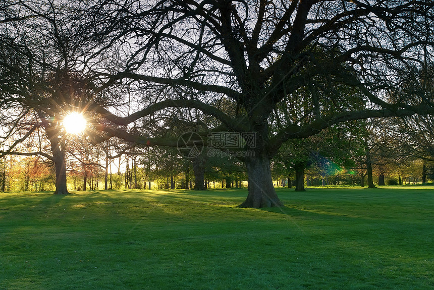 在公园中晒日落 有树木和绿草阳光土地途径晴天草本植物小路叶子射线森林季节图片