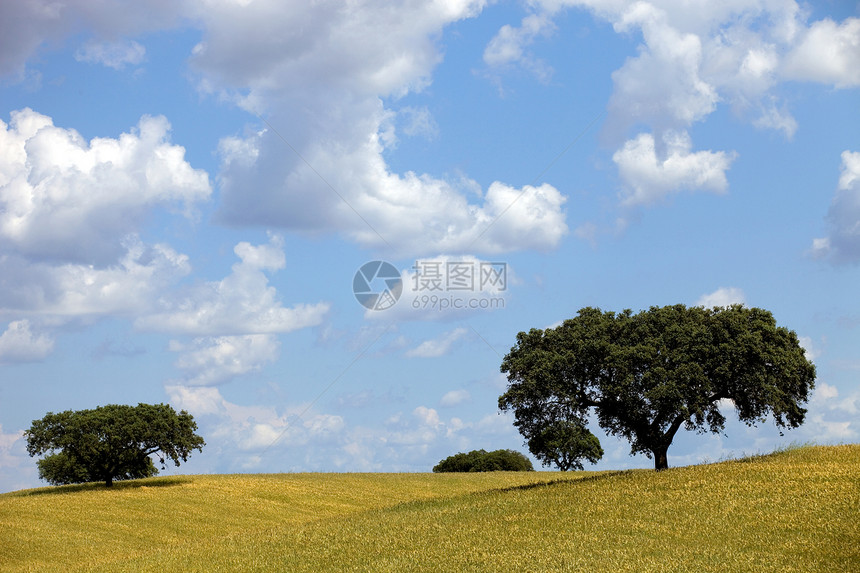 阿伦特霍环境草地地球风景土壤谷物农村天空场地场景图片