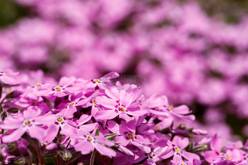 粉红花背景或背景花园粉色植物群花店公园场地花瓣季节团体季节性图片