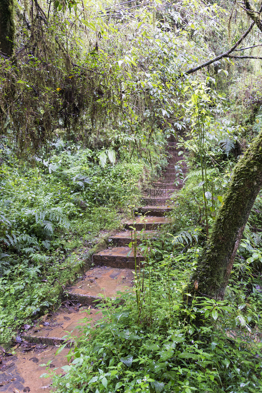 进入森林的楼梯图片