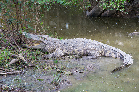 鳄鱼动物园力量沼泽红树濒危旅行尾巴爬虫鼻子连体高清图片