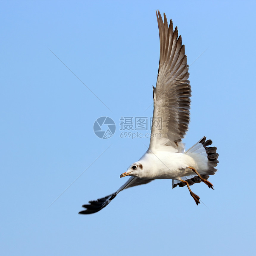 海鸥天空海岸线海鸟野生动物宠物飞行翅膀阳光鸟群野外动物图片