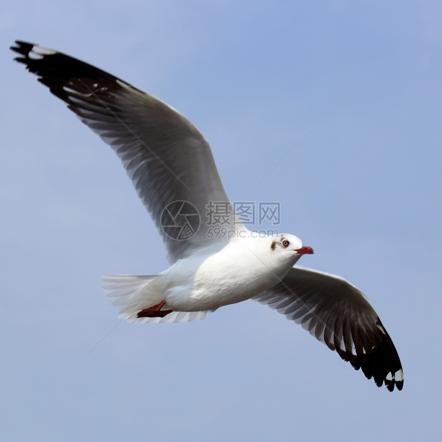 海鸥水鸟动物宠物天空海岸线野外动物飞行行动海鸟羽毛图片