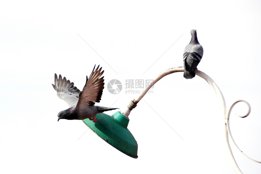 鸽子宠物象征鸟群符号巢鸟自由精神飞行野外动物羽毛图片