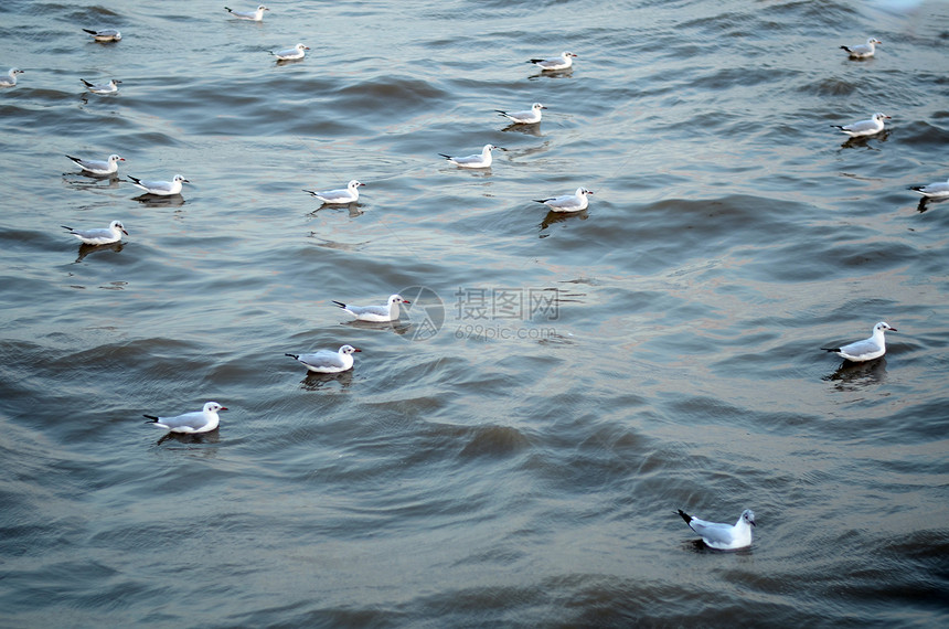 海鸥是鸟向邦浦的迁徙移民动物鸥科野生动物翅膀白色海岸飞行海湾黑色图片