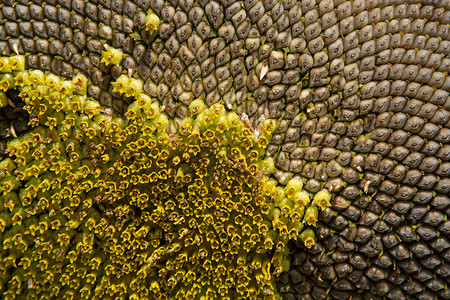 向日葵的特写食物黄色种子宏观花园植物植物学背景图片