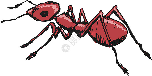 ps修腿素材红蚂蚁插图昆虫卡通片天线草图漏洞手绘野生动物翅目插画