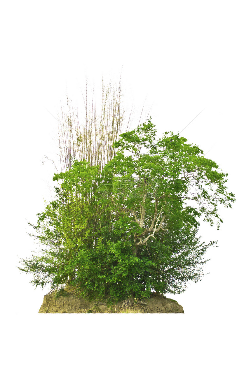 白色背景上的树分隔线植物叶子生态花园孤独木头绿色植物生长环境季节图片