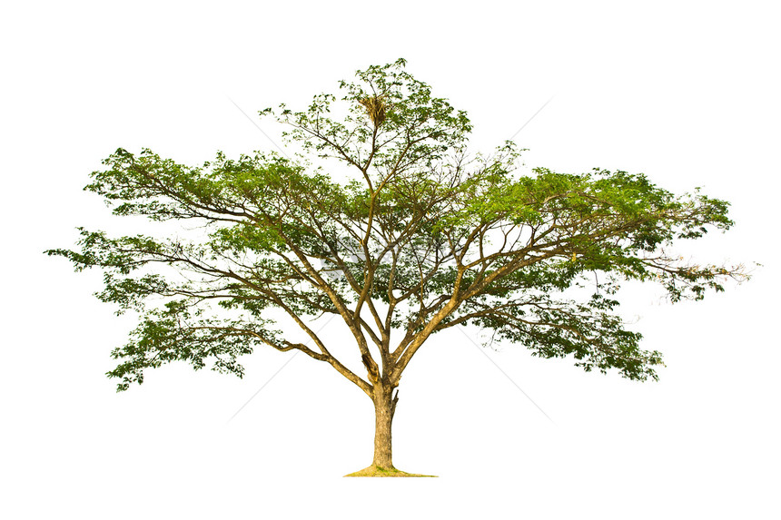 白色背景上的树分隔线孤独场地花园绿色植物木头树干森林植物学环境多叶图片