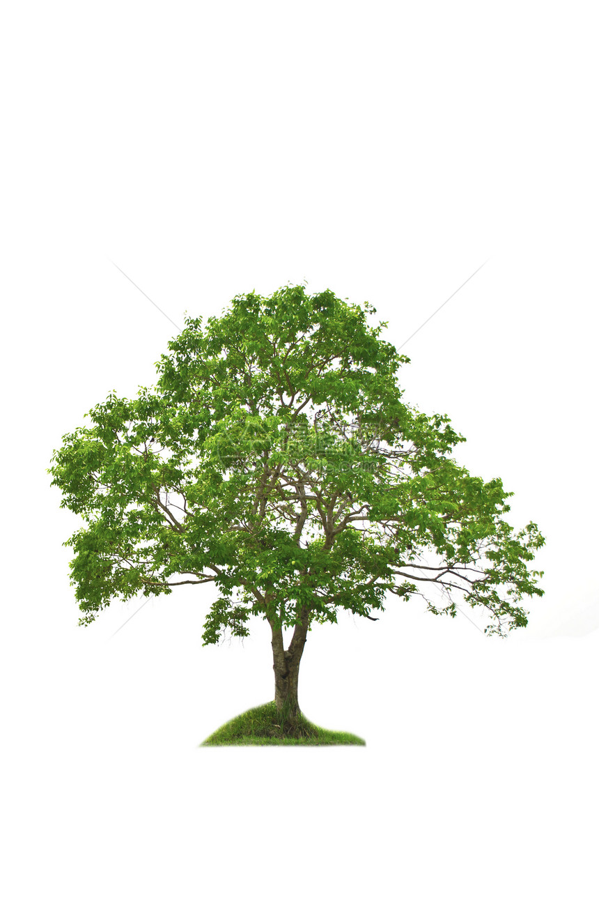白色背景上的树分隔线叶子花园场地生长植物树干季节木头孤独植物学图片