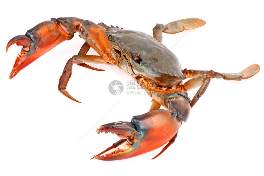 白背景孤立的黑螃蟹餐厅食物市场甲壳锯齿状黑色海鲜生物动物美味图片