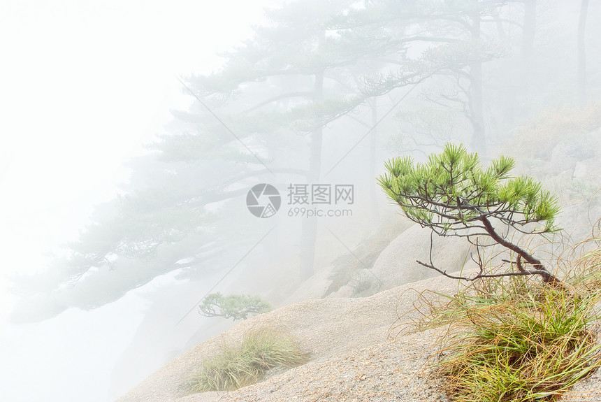 黄山山旅行顶峰风景树木森林美丽石头蓝色山脉遗产图片