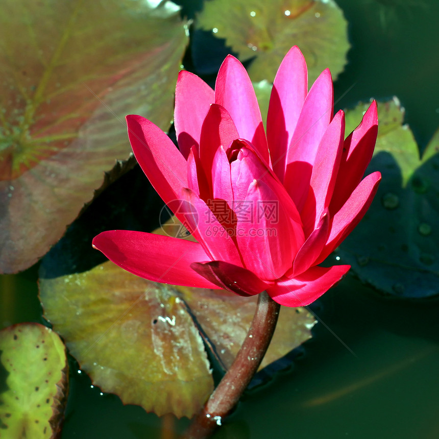 莲花花枝条热带花卉花瓣背景天空场景太阳场地叶子图片