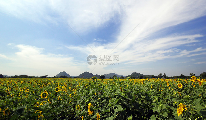 向日向花卉公园花束太阳农业热带场景种植阳光宏观图片