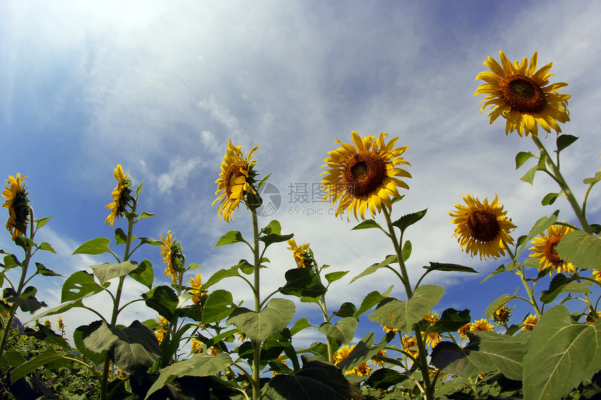 向日向叶子田园植物学背景热带风光花卉花园种植场地图片