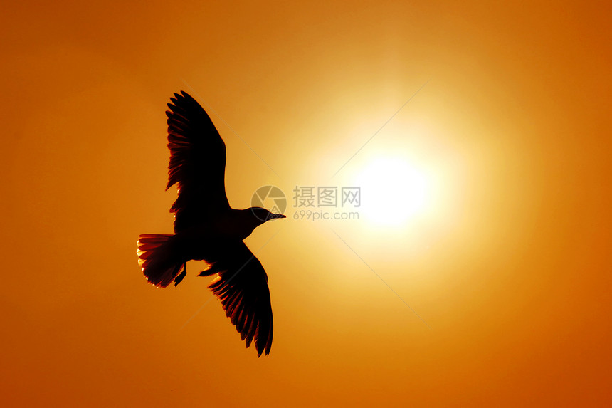 海鸥轮光环海滩鸟群野生动物自由海鸟动作羽毛宠物自然天空图片