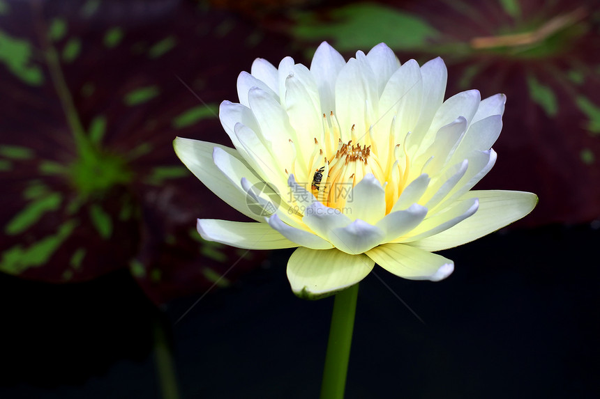 莲花花农业叶子植物学宏观奢华花园天空快乐公园生长图片