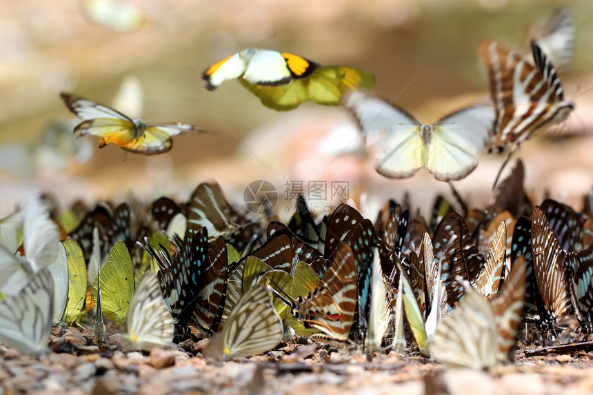 蝴蝶鳞翅目野外动物阳光宠物背景天线生物学翅膀野生动物公园图片