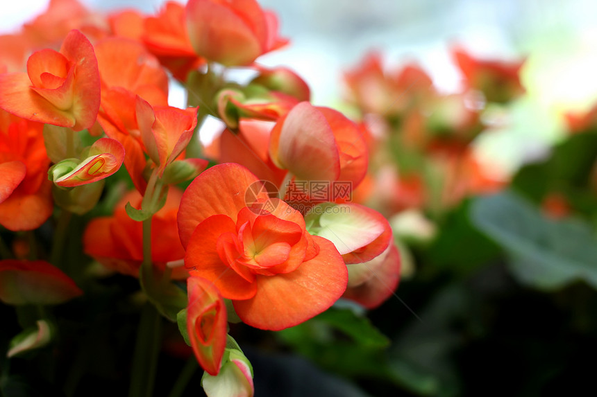 鲜花花卉太阳植物学花瓣草地场地宏观奢华枝条花束图片