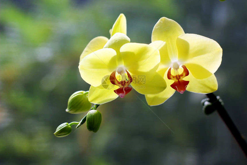 兰花田园奢华背景花瓣植物学花头太阳热带生长花园图片