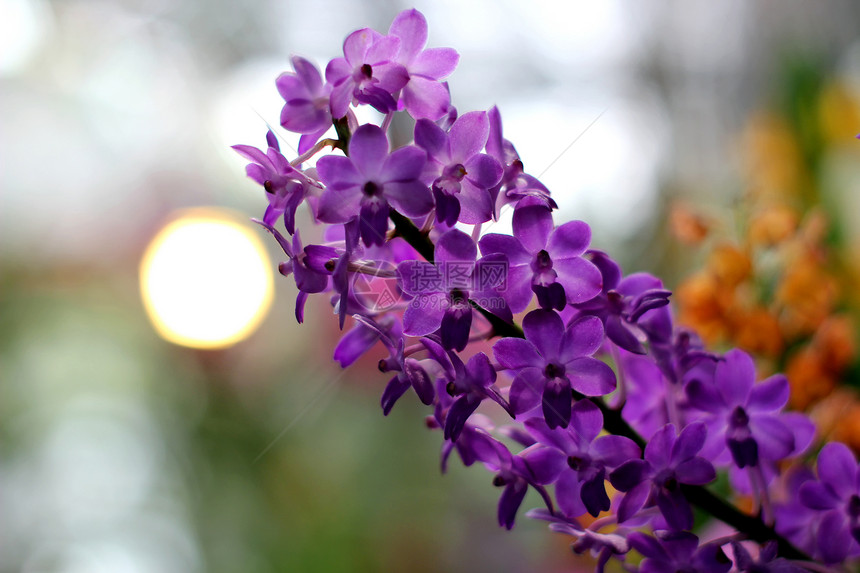 兰花生长种植枝条叶子花头热带橙子背景花瓣紫色图片
